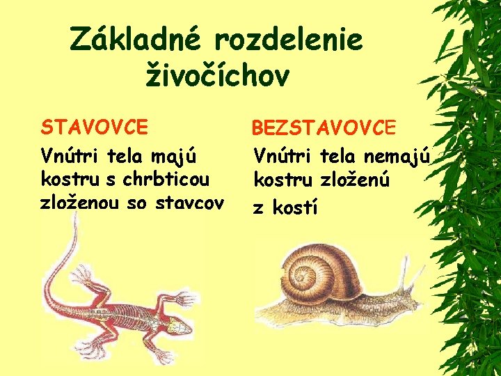 Základné rozdelenie živočíchov STAVOVCE Vnútri tela majú kostru s chrbticou zloženou so stavcov BEZSTAVOVCE