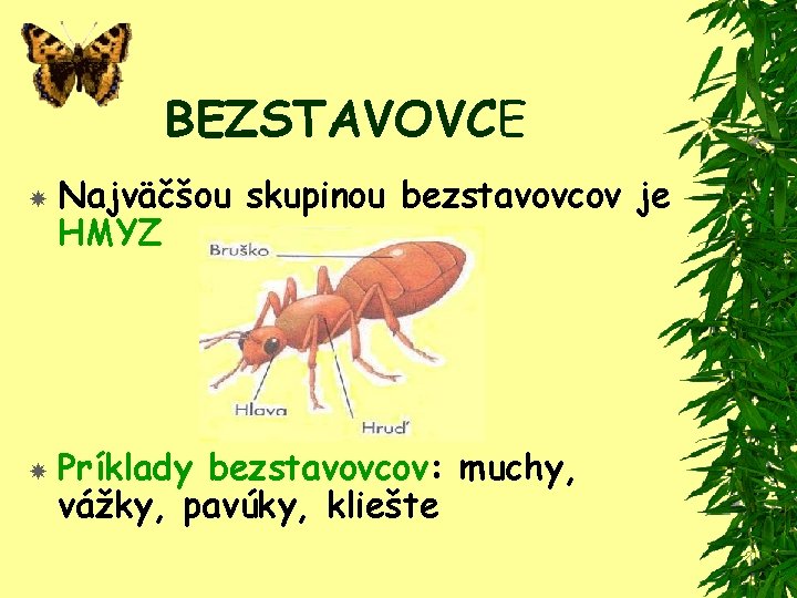 BEZSTAVOVCE Najväčšou skupinou bezstavovcov je HMYZ Príklady bezstavovcov: muchy, vážky, pavúky, kliešte 