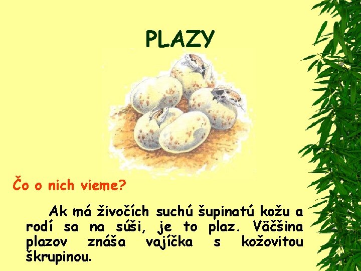 PLAZY Čo o nich vieme? Ak má živočích suchú šupinatú kožu a rodí sa
