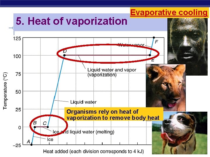 5. Heat of vaporization Evaporative cooling Organisms rely on heat of vaporization to remove