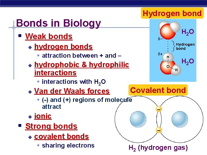 Hydrogen bond Bonds in Biology H 2 O § Weak bonds u hydrogen bonds