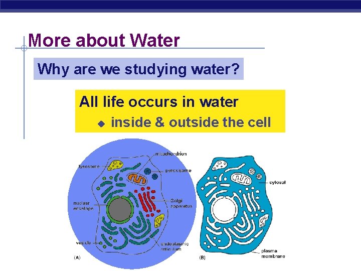 More about Water Why are we studying water? All life occurs in water u