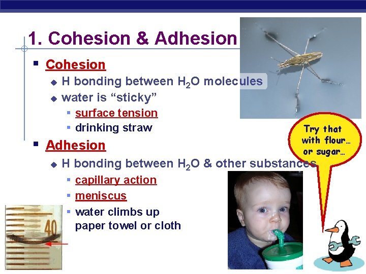 1. Cohesion & Adhesion § Cohesion u u H bonding between H 2 O 1. Cohesion & Adhesion § Cohesion u u H bonding between H 2 O