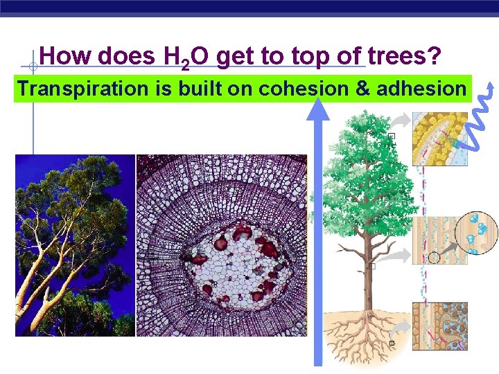 How does H 2 O get to top of trees? Transpiration is built on