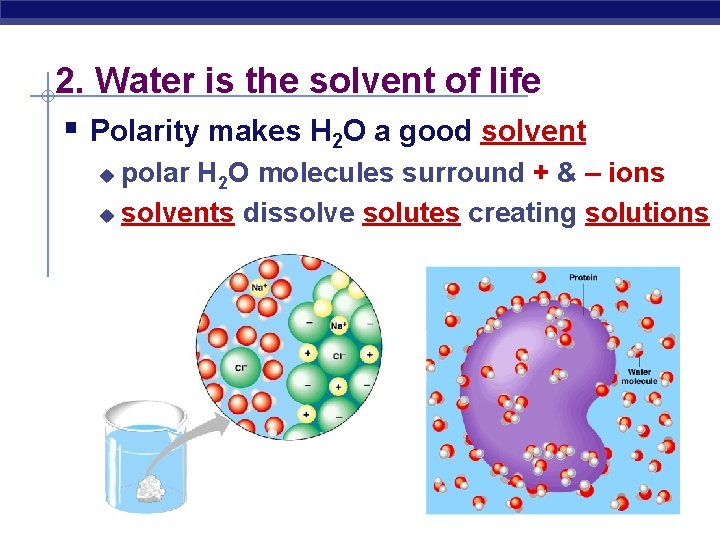 2. Water is the solvent of life § Polarity makes H 2 O a