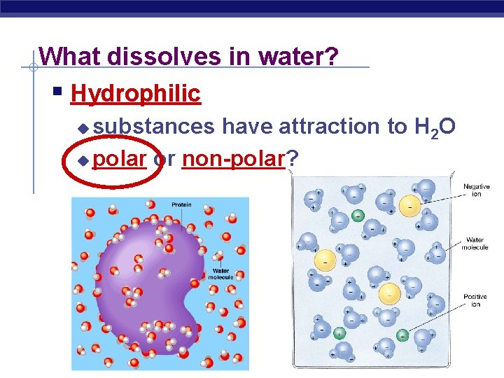 What dissolves in water? § Hydrophilic substances have attraction to H 2 O u What dissolves in water? § Hydrophilic substances have attraction to H 2 O u