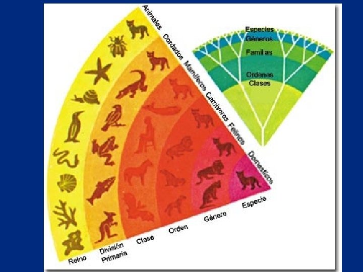 QUE ES LA TAXONOMIA Y EL SISTEMA BINOMIAL