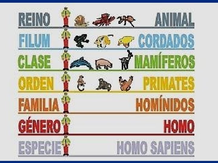 Ejemplo: • Humano: Homo sapiens (hombre sabio) 