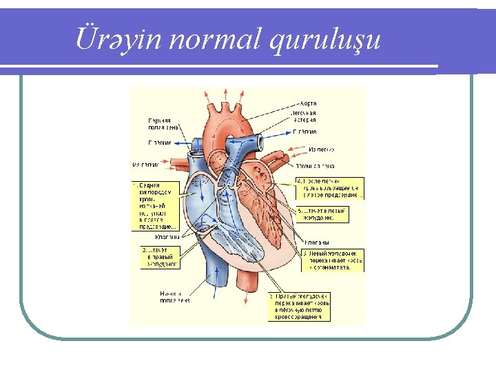 Ürəyin normal quruluşu 