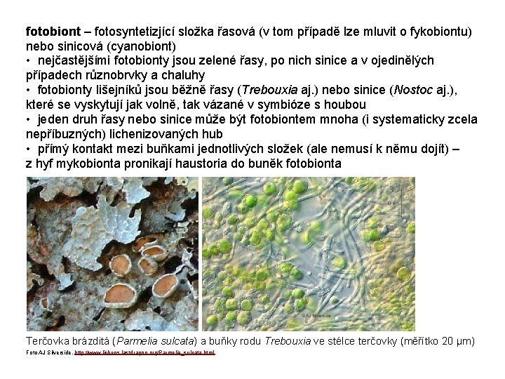 fotobiont – fotosyntetizjící složka řasová (v tom případě lze mluvit o fykobiontu) nebo sinicová