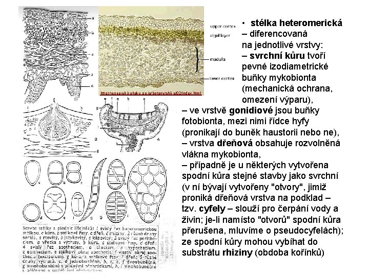  • stélka heteromerická – diferencovaná na jednotlivé vrstvy: – svrchní kůru tvoří pevné