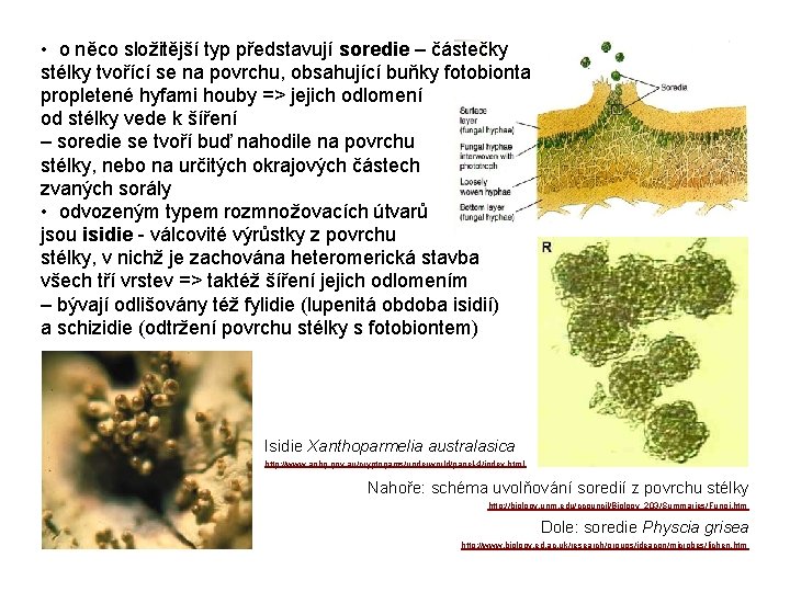  • o něco složitější typ představují soredie – částečky stélky tvořící se na