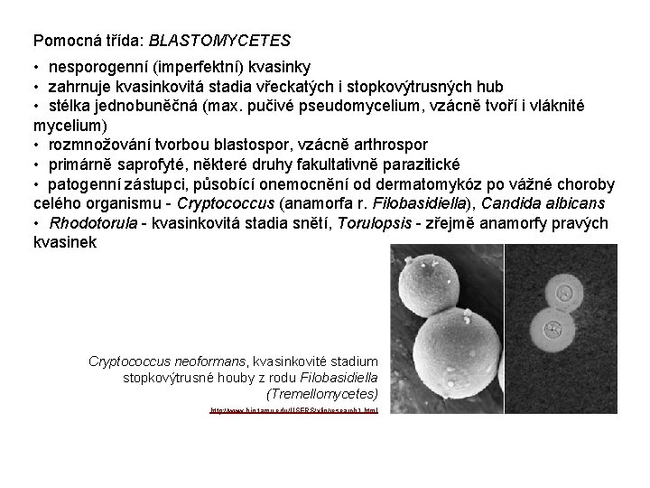 Pomocná třída: BLASTOMYCETES • nesporogenní (imperfektní) kvasinky • zahrnuje kvasinkovitá stadia vřeckatých i stopkovýtrusných