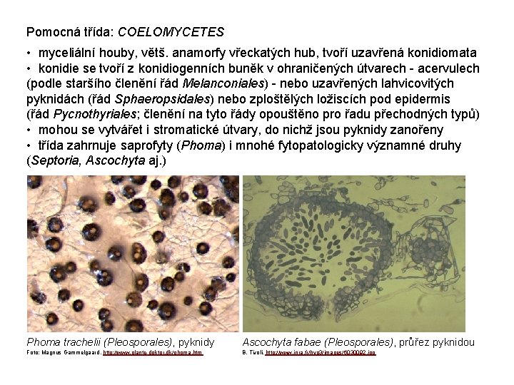 Pomocná třída: COELOMYCETES • myceliální houby, větš. anamorfy vřeckatých hub, tvoří uzavřená konidiomata •