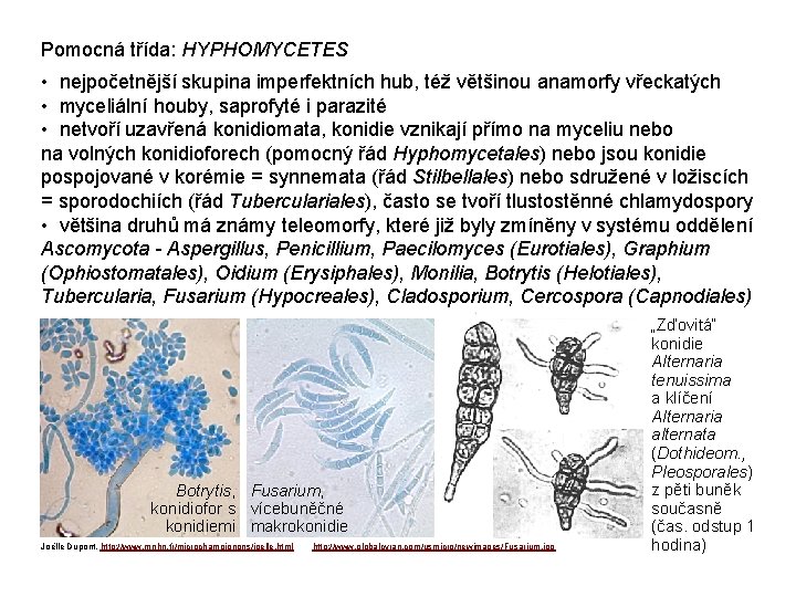 Pomocná třída: HYPHOMYCETES • nejpočetnější skupina imperfektních hub, též většinou anamorfy vřeckatých • myceliální