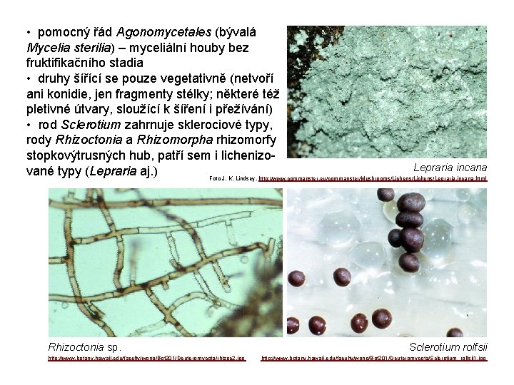  • pomocný řád Agonomycetales (bývalá Mycelia sterilia) – myceliální houby bez fruktifikačního stadia