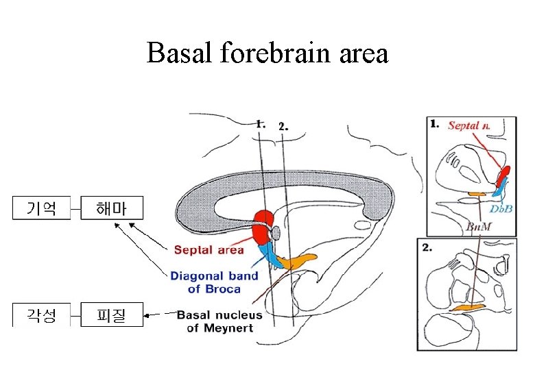 Basal forebrain area 