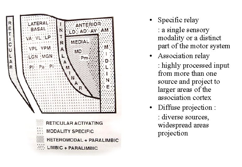  • Specific relay : a single sensory modality or a distinct part of