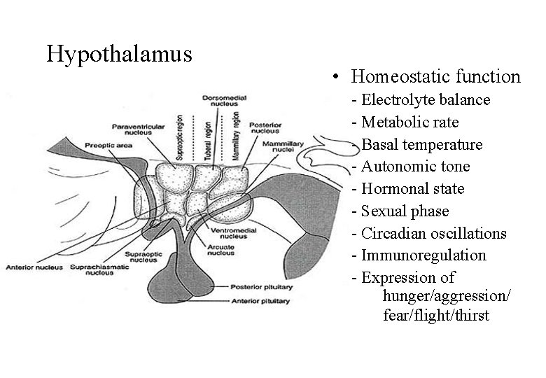 Hypothalamus • Homeostatic function - Electrolyte balance - Metabolic rate - Basal temperature -
