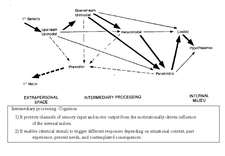 Intermediary processing: Cognition 1) It protects channels of sensory input and motor output from