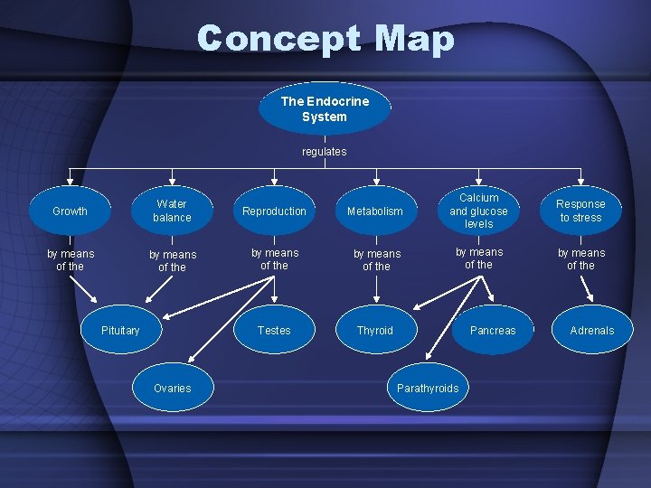 Concept Map The Endocrine System regulates Metabolism Calcium and glucose levels Response to stress