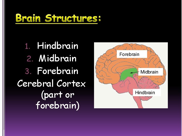 1. Hindbrain 2. Midbrain 3. Forebrain Cerebral Cortex (part or forebrain) 