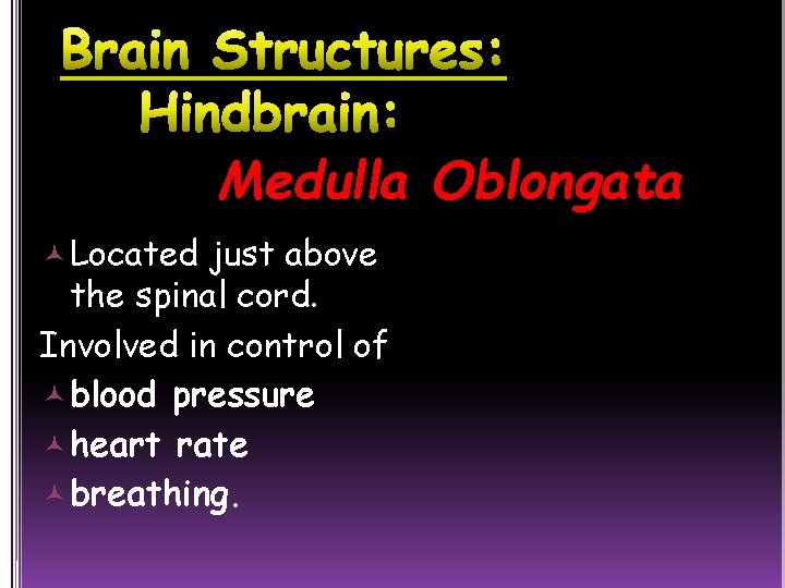 Medulla Oblongata Located just above the spinal cord. Involved in control of blood pressure