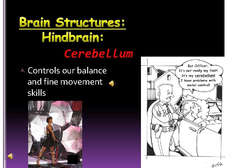 Cerebellum Controls our balance and fine movement skills 