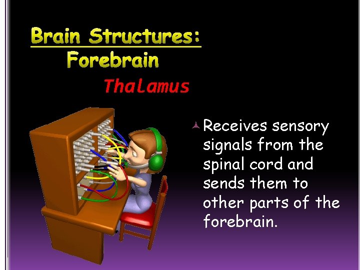 Thalamus Receives sensory signals from the spinal cord and sends them to other parts