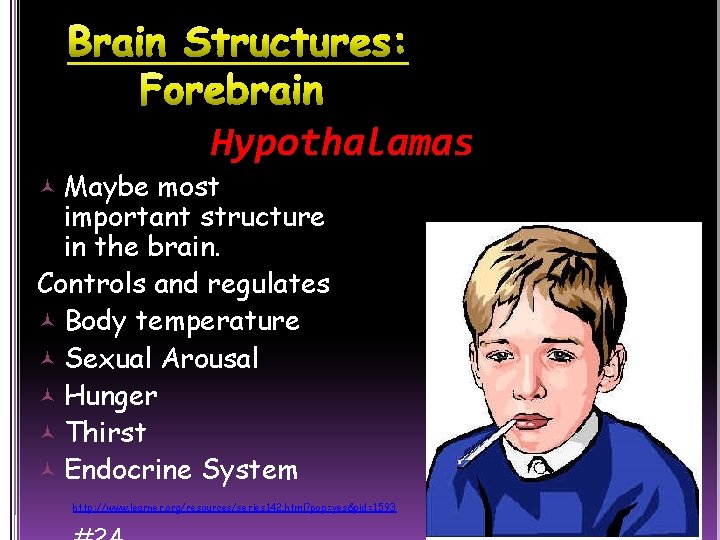 Hypothalamas Maybe most important structure in the brain. Controls and regulates Body temperature Sexual