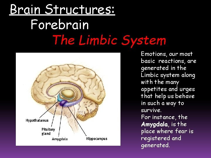 Brain Structures: Forebrain The Limbic System Emotions, our most basic reactions, are generated in