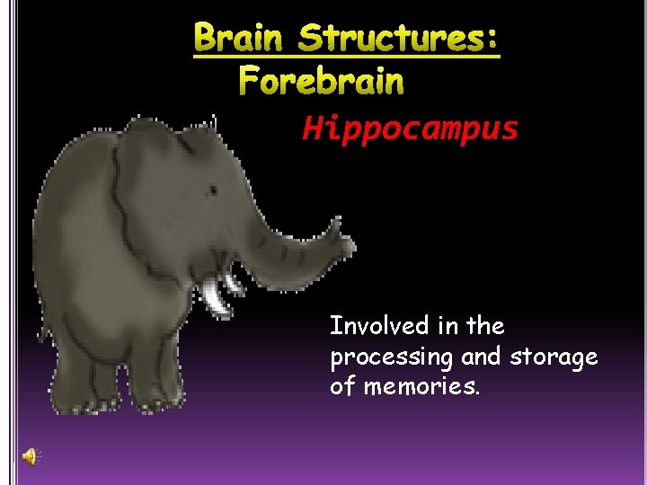 Hippocampus Involved in the processing and storage of memories. 