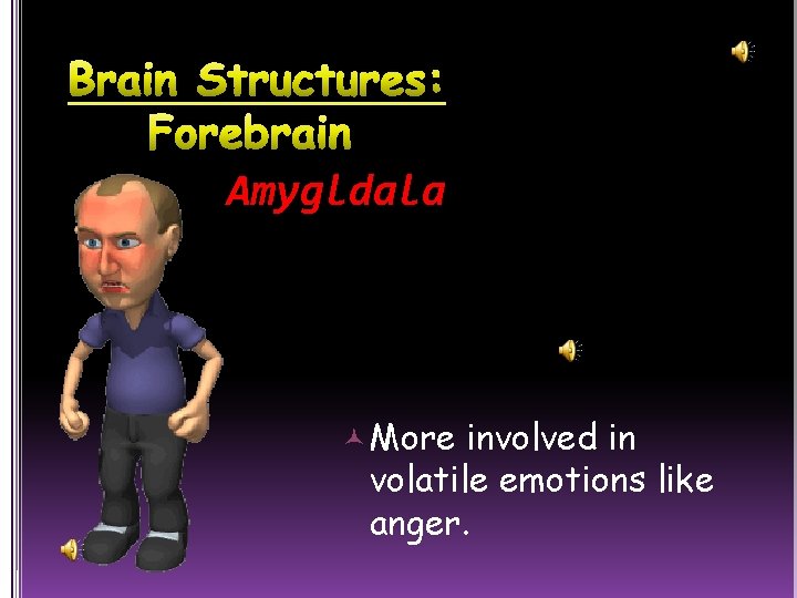 Amygldala More involved in volatile emotions like anger. 