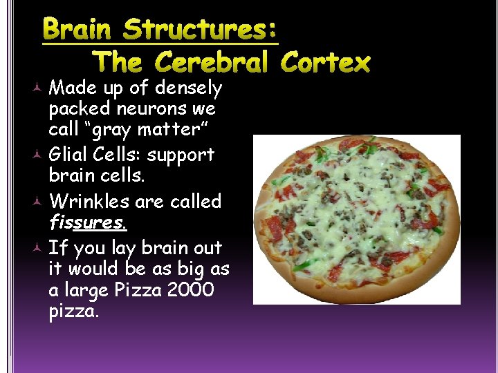  Made up of densely packed neurons we call “gray matter” Glial Cells: support
