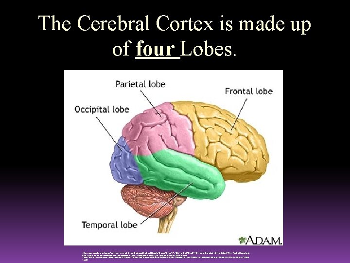 The Cerebral Cortex is made up of four Lobes. http: //www. google. com/imgres? q=lobes+on+a+brain&hl=en&safe=active&sa=X&qscrl=1&nord=1&rlz=1