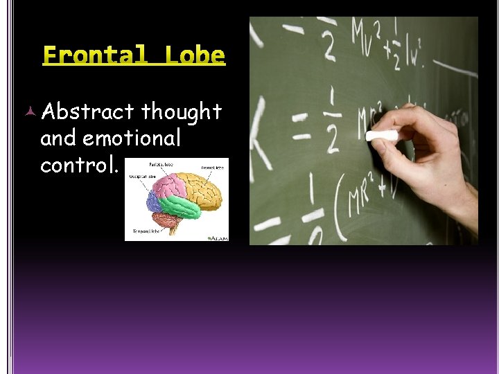  Abstract thought and emotional control. 