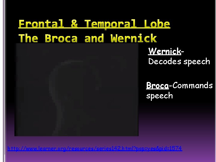 Wernick. Decodes speech Broca-Commands speech http: //www. learner. org/resources/series 142. html? pop=yes&pid=1574 