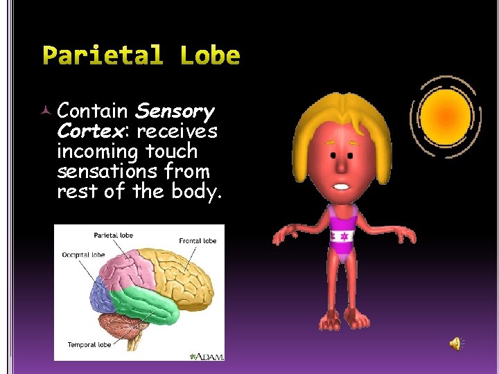  Contain Sensory Cortex: receives incoming touch sensations from rest of the body. 