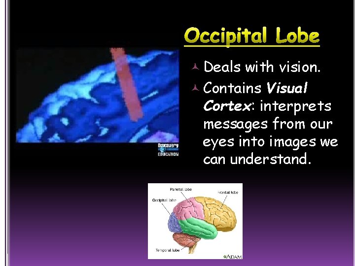  Deals with vision. Contains Visual Cortex: interprets messages from our eyes into images
