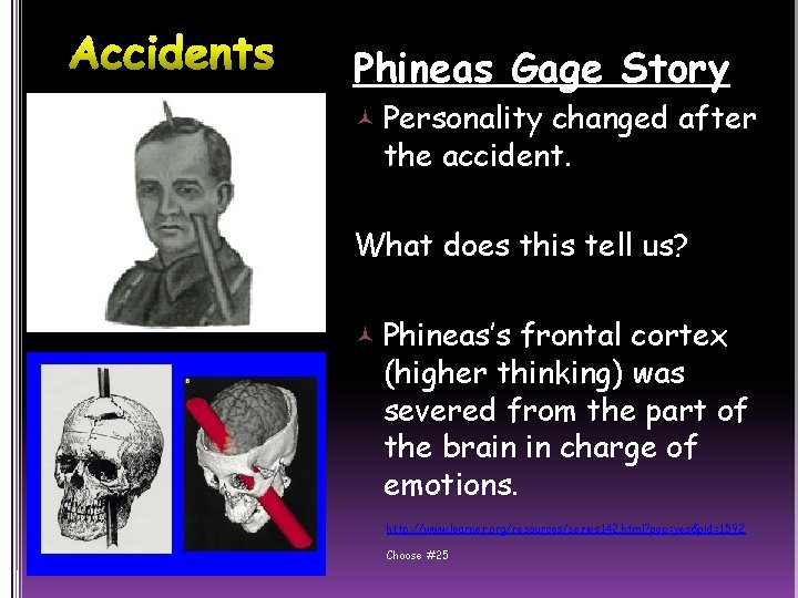 Phineas Gage Story Personality changed after the accident. What does this tell us? Phineas’s