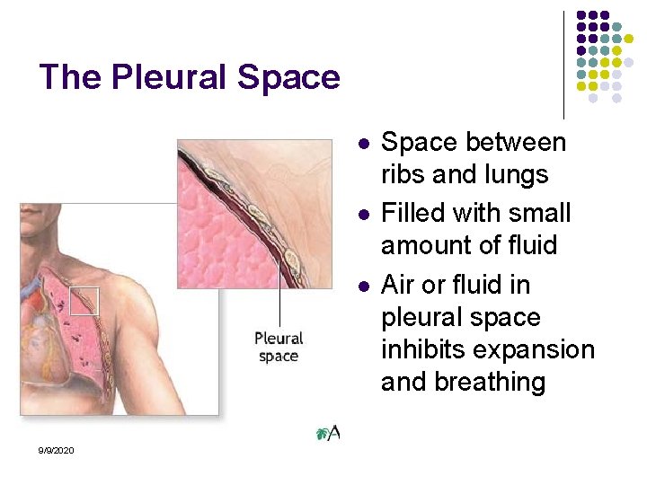 The Pleural Space l l l 9/9/2020 Space between ribs and lungs Filled with