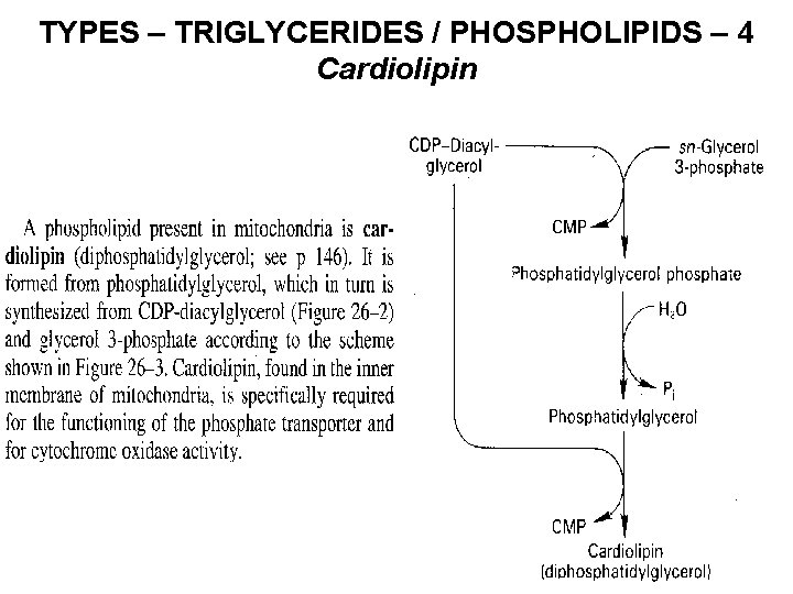 TYPES – TRIGLYCERIDES / PHOSPHOLIPIDS – 4 Cardiolipin 