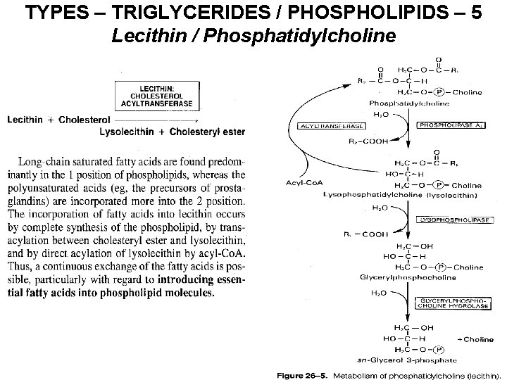 TYPES – TRIGLYCERIDES / PHOSPHOLIPIDS – 5 Lecithin / Phosphatidylcholine 