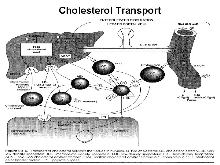 Cholesterol Transport 