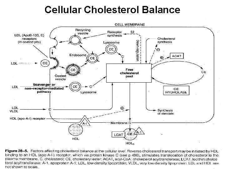 Cellular Cholesterol Balance 