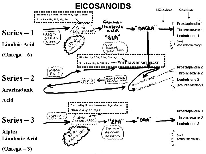 EICOSANOIDS COX / Lipox Cytokines Blocked by Stress Hormones, Age, Cancer Stimulated by B-6,