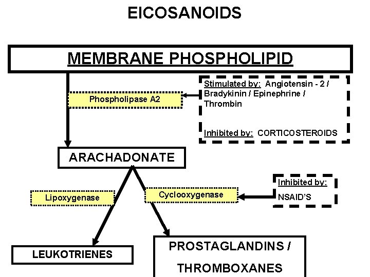 EICOSANOIDS MEMBRANE PHOSPHOLIPID Stimulated by: Angiotensin - 2 / Bradykinin / Epinephrine / Thrombin