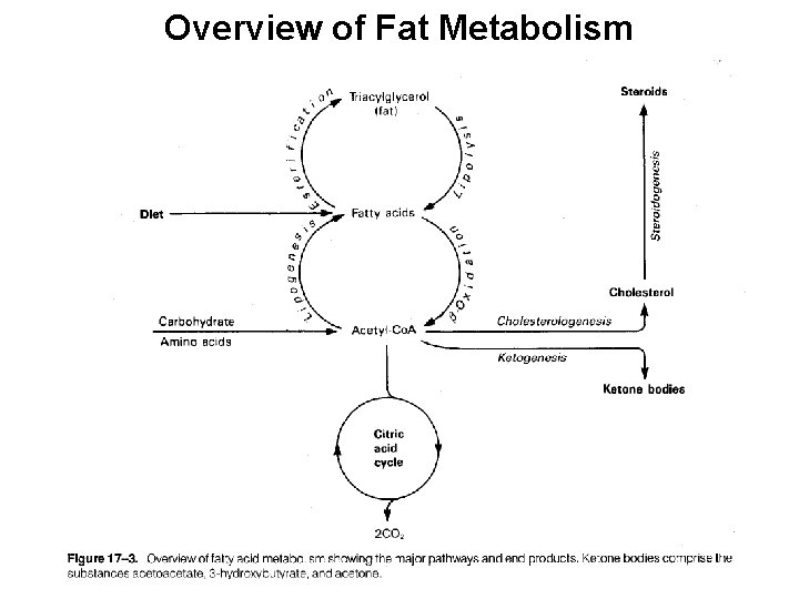 Overview of Fat Metabolism 