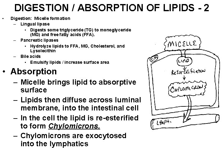 DIGESTION / ABSORPTION OF LIPIDS - 2 • Digestion: Micelle formation – Lingual lipase