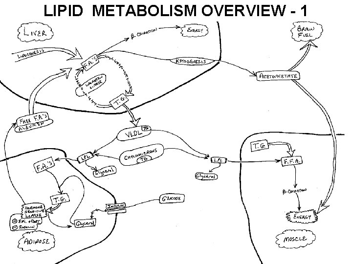 LIPID METABOLISM OVERVIEW - 1 